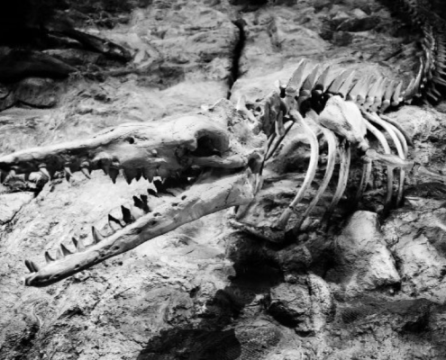 dinosaur
